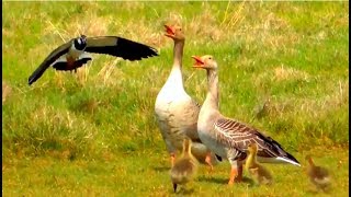 Northern Lapwing scaring away Greylag Geese from its nest [upl. by Karlen]