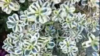 Fortunei Variegated Euonymus  Emerald Gaiety  wintercreeper HD 02 [upl. by Ardied]