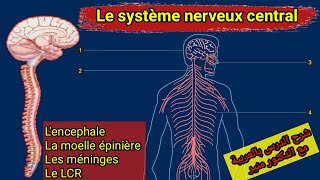 Les organes du systeme nerveux central [upl. by Ailema]