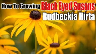 How To Growing Rudbeckia Hirta  Black Eyed Susans [upl. by Dibb]