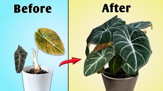 InDepth Alocasia Plant Care Guide  Alocasia Plant Care Indoors [upl. by Sindee]