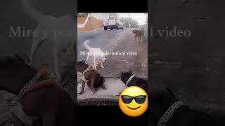 Los perros también reaccionan a videos de perros videoshors [upl. by Ahsain]