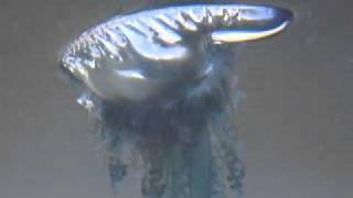 Portuguese ManoWar jellyfish  CORTEZ SEALIFE AQUARIUM [upl. by Chilton]