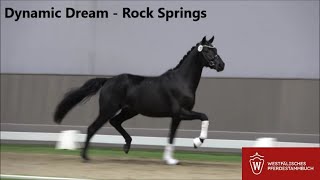 Hengst von DYNAMIC DREAM  ROCK SPRINGS quotVorauswahl Westfalenquot 2024 [upl. by Amak]