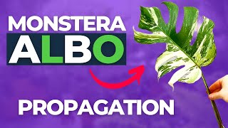 Easily Propagate your Monstera Deliciosa Albo from Start to Finish [upl. by Freed]