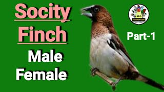 Socity  Bengalese Finch 🔴MALE 🟢FEMALE Part1 [upl. by Terej301]