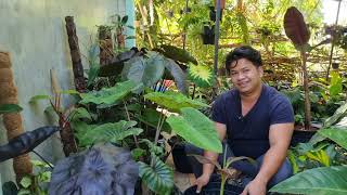 How should you raise you Colocasia thefirstplant [upl. by Pazit366]