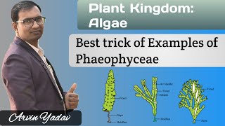 Brown Algae  Trick of Examples of Phaeophyceae  Plant Kingdom class 11 Algae class 11NEET [upl. by Airat]