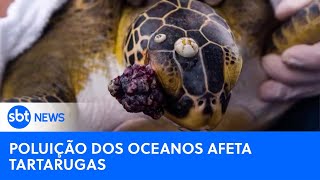 Monitoramento de tartarugas marinhas revela estado de saúde dos oceanos  SBTNewsnaTV 110724 [upl. by Holms967]