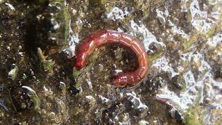 Chironomid midge larva in birdbath water [upl. by Llyrehc]