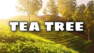 Il Tea Tree Una pianta dalle molteplici proprietà benefiche [upl. by Champagne]