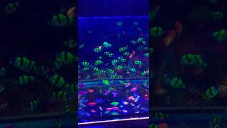 glow tetra amp tiger barb 🥰 sinhala shortvideo [upl. by Ruenhs]