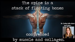 The Spine is a Stack of Floating Bones Compressed by Muscle and Collagen [upl. by Annawit]