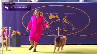 Belgian Tervuren  Breed Judging 2024 [upl. by Tranquada]