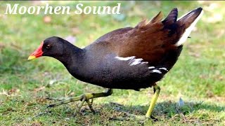 Moorhen Bird Sound  Moorhen Call  Moorhen Sound  Moorhen Bird [upl. by Convery]