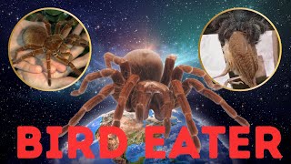 Top 10 Biggest Tarantula in the World [upl. by Nagap88]