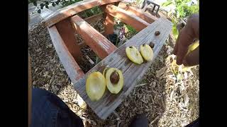 Champagne loquat tree cutting open fruit  gold nugget and vista white loquats [upl. by Elia658]