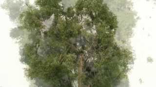 how to make realistic model trees  bäume selber bauen [upl. by Ahsillek]