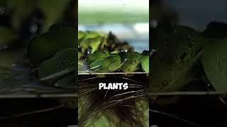 Explore the World of Salvinia Aquatic Plants [upl. by Enahs]