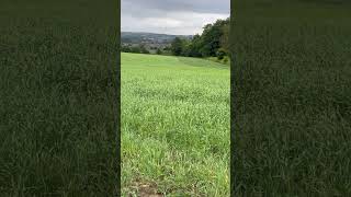 Porridge and barley crop in Uk [upl. by Iaria630]