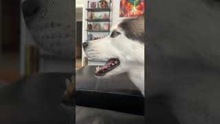 He just want to talk hehehe dog usa highlights husky subscribe youtubeshorts happy youtube [upl. by Meras]