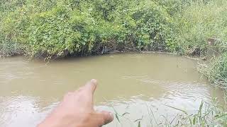 BỞI COI THƯỜNG CÁ SUỐI BY UNDERESTIMATION OF STREAM FISH [upl. by Einor327]