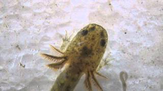 Axolotl larva Ambystoma mexicanum feeding 2 [upl. by Ynafets]