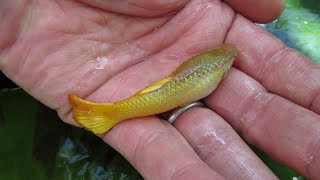 Giant Guppies Freakishly Large Males That Grow as Big as Females [upl. by Tremain]