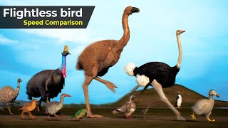 Flightless Birds Speed Comparison  Speed Comparison Birds  extinct Birds  Prehistorical birds [upl. by Buonomo457]