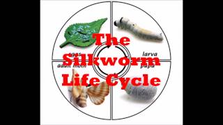 O κυκλος ζωης του μεταξοσκωληκα  The Silkworm Life Cycle Day by Day [upl. by Kery]