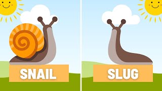 Why do snails have shells but slugs dont [upl. by Leuams231]