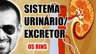 Sistema ExcretorUrinário  Os Rins e a filtragem do sangue  Anatomia Humana  VideoAula 030 [upl. by Dnomed758]