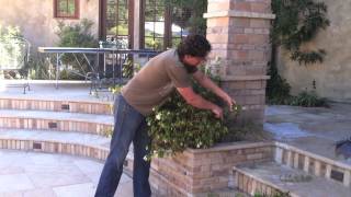 How To Prune Your Mimulus Monkeyflower Plant [upl. by Akiem]