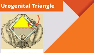 Urogenital triangle  Anatomy boundaries and contents of the urogenital triangle [upl. by Claire]