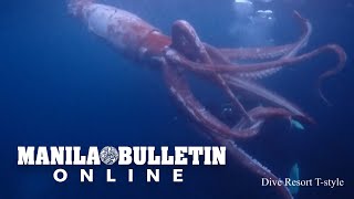 Divers capture rare footage of live giant squid in Japan [upl. by Otiv760]