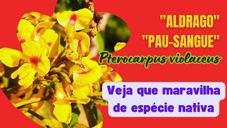 O quotaldragoquot ou quotpausanguequot Pterocarpus violaceus florido e dicas para identificação da espécie [upl. by Kevon]