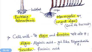 Phaeophyta  Phaeophyceae  Brown algae भूरे शैवाल [upl. by Herzig13]