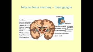 Essentials of Neuroanatomy  CRASH Medical Review Series [upl. by Elokcin]