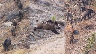 22 Wild Boar Shots in 12 Minutes BEST OF HUNTING Compilation [upl. by Sarchet134]