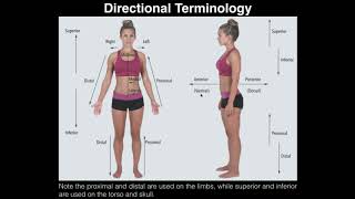 AampP I Lab  Exercise 1 Anatomical Position Directional Terms amp Body Planes [upl. by Naenej]