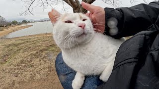 雨が降ってきたので、ひざでくつろぐ猫を猫ハウスまで送り届けた [upl. by Atinihc311]