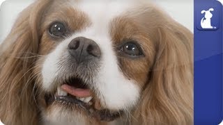 Doglopedia  Cavalier King Charles Spaniel [upl. by Ayhtak955]