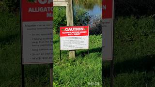 フロリダでワニに遭遇  Alligators at Lake Apopka Wildlife Drive 🐊 [upl. by Ehsiom]