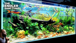 The Endler Sanctuary EPIC 4ft Natural Style Aquarium aquascape tutorial [upl. by Nyliuqcaj]