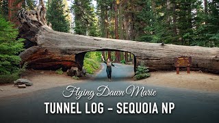 VLOG 210 Tunnel Log Drive Through Tree in Sequoia National Park [upl. by Dominick]