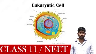 The Eukaryotic Cell Everything You Need To Know [upl. by Amlus318]