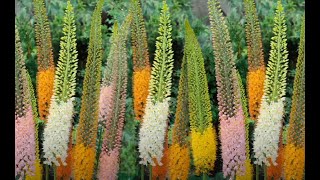 Foxtail Lily  Desert Candles Eremurus elwesii Flower [upl. by Bullion]