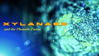 Xylanase and the phenolic factor [upl. by Otnicaj]