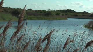 Duinen tussen Katwijk en Wassenaar in HighDefinition [upl. by Haig]