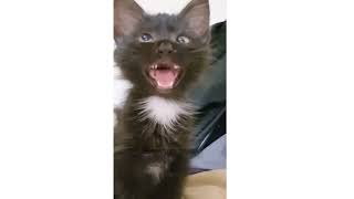 Cross Eyed Cat Meme  Viral Cat Saying Huh Meme 😺New Black Kitten Meme 😂Cat Haan Meme Orginal Video [upl. by Akinom]